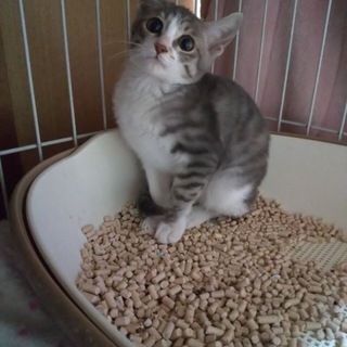 12.14藤井寺サロン譲渡会参加猫ハイジ♀グレー白