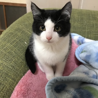 つぶらな瞳がかわいいはちわれ元気な男の子です