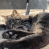 みらじ