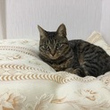 一歳位の  キジトラちゃんです
