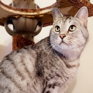 アメショーのような綺麗な毛色、大きな甘えん坊君。