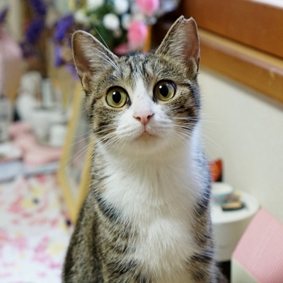若くてとっても可愛い 小 茨城県 猫の里親募集 ペットのおうち 月間利用者150万人