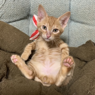 茶トラなつっこい男の子