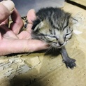 子猫ちゃん達の里親募集