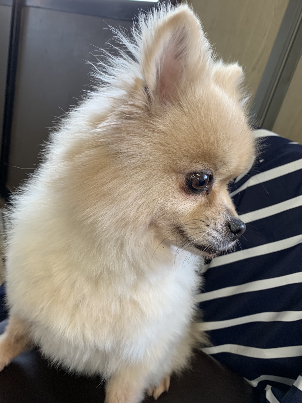 中アンダーのポメちゃん 」茨城県 - 犬の里親募集(294500