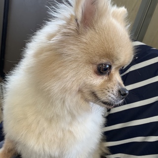 中アンダーのポメちゃん 」茨城県 - 犬の里親募集(294500