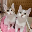 かわいい7か月♂エイズ（サバ白）