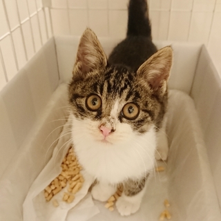 甘えん坊なキジシロの男の子