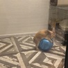 ボールでドリブルをいっぱいするのが好きです。