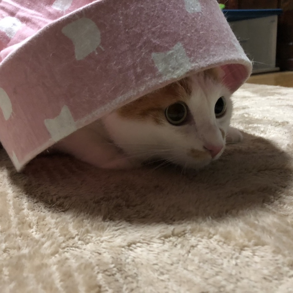 バルのカバー写真