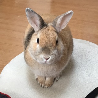 うさぎ里親様決まりました！ありがとうございました！