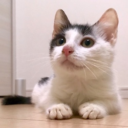平塚の動物病院で、保護猫幸せ家族探し会！