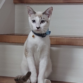 キレイなブルーアイのシャムmix、トム君♂