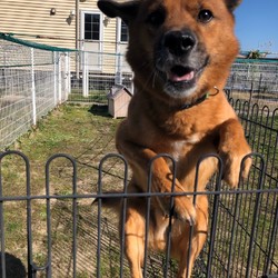 犬猫譲渡会 サムネイル1