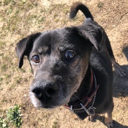 犬猫譲渡会 サムネイル2