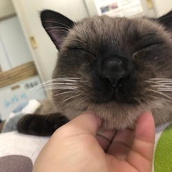 犬猫譲渡会 サムネイル3