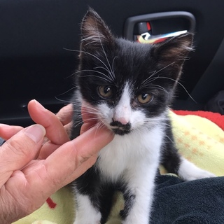 捨て猫レスキュー！　どなたかお願いします！