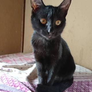 ベタなれ黒のワカメちゃん