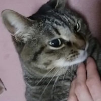 ちびこ