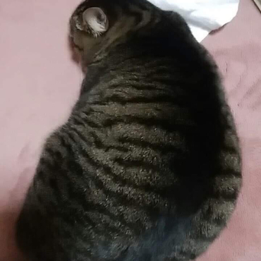 ねるねこ