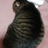 ねるねこ