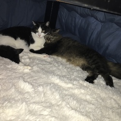 「こたつを出しました！」サムネイル3