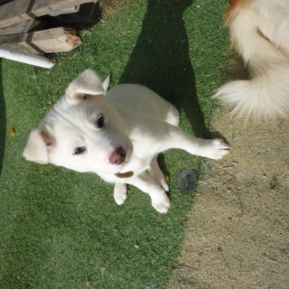 とっても人懐こいコロちゃん！