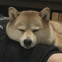 ここ