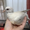 ギンバト　若鳥