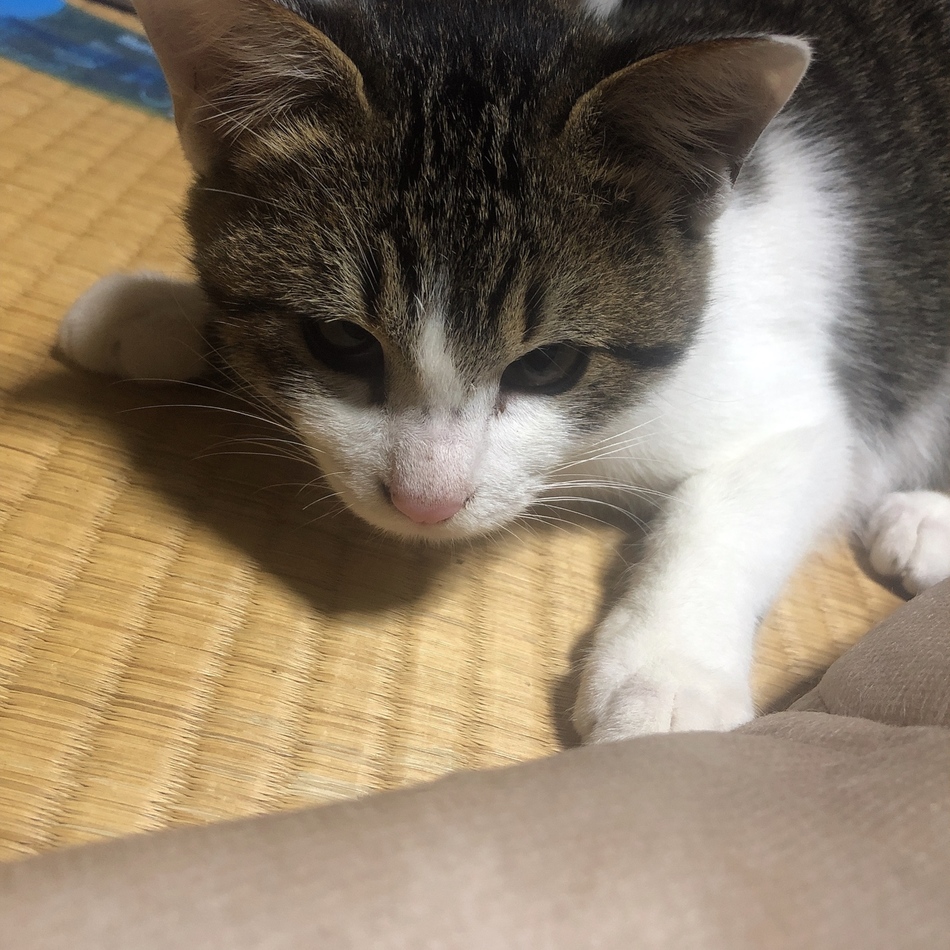 りくのカバー写真