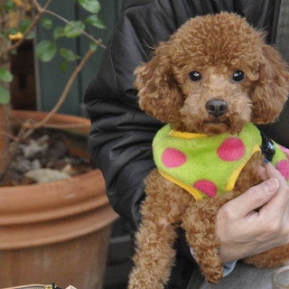 お見合い予定あり。一旦募集中止