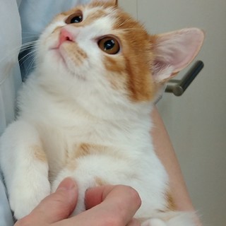 可愛い茶白こねこ性格おっとり君