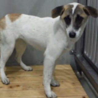 団体様より引き出し。成犬♀295