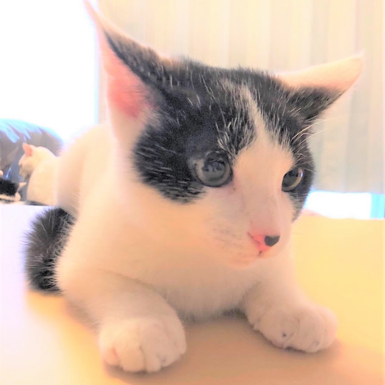 先住猫ちゃんいるお宅にぴ 千葉県 猫の里親募集 ペットのおうち 月間利用者150万人