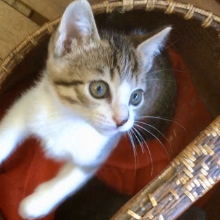 【12/29お台場】超甘えん坊兄妹丸顔キジ白兄妹