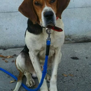 マーブル君あまえんぼ猟犬