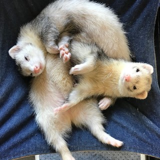 フェレット、オスメス二匹の里親募集