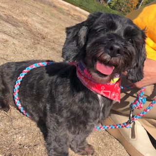 甘えん坊な“レディちゃん”