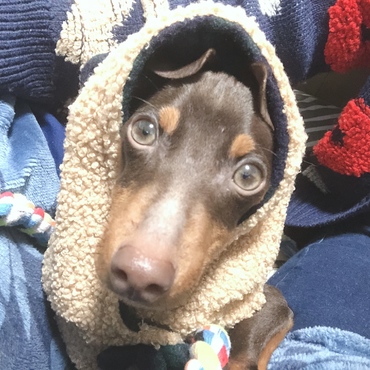 初めてのお散歩デビュー 怖くて1歩も歩けず