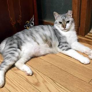 ぼんぼりしっぽの、もふもふな灰白男子