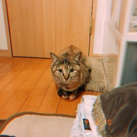 へしこ