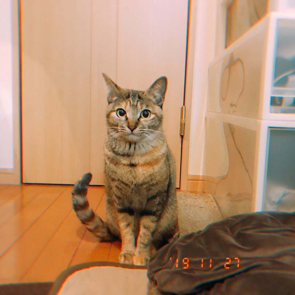 へしこのカバー写真