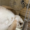 ちゃこ太郎