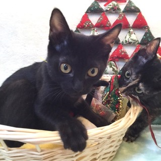 トライアル中黒猫だいずちゃん