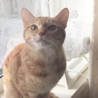 カロン