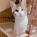 かわいい7か月♂エイズ片目