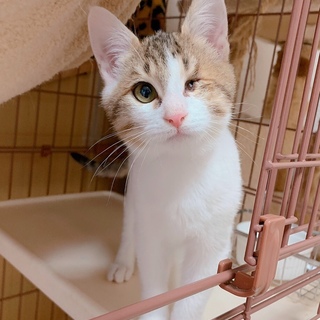 かわいい7か月♂エイズ片目