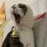 羊を被った猫☆