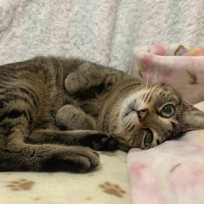 羊を被った猫☆のカバー写真