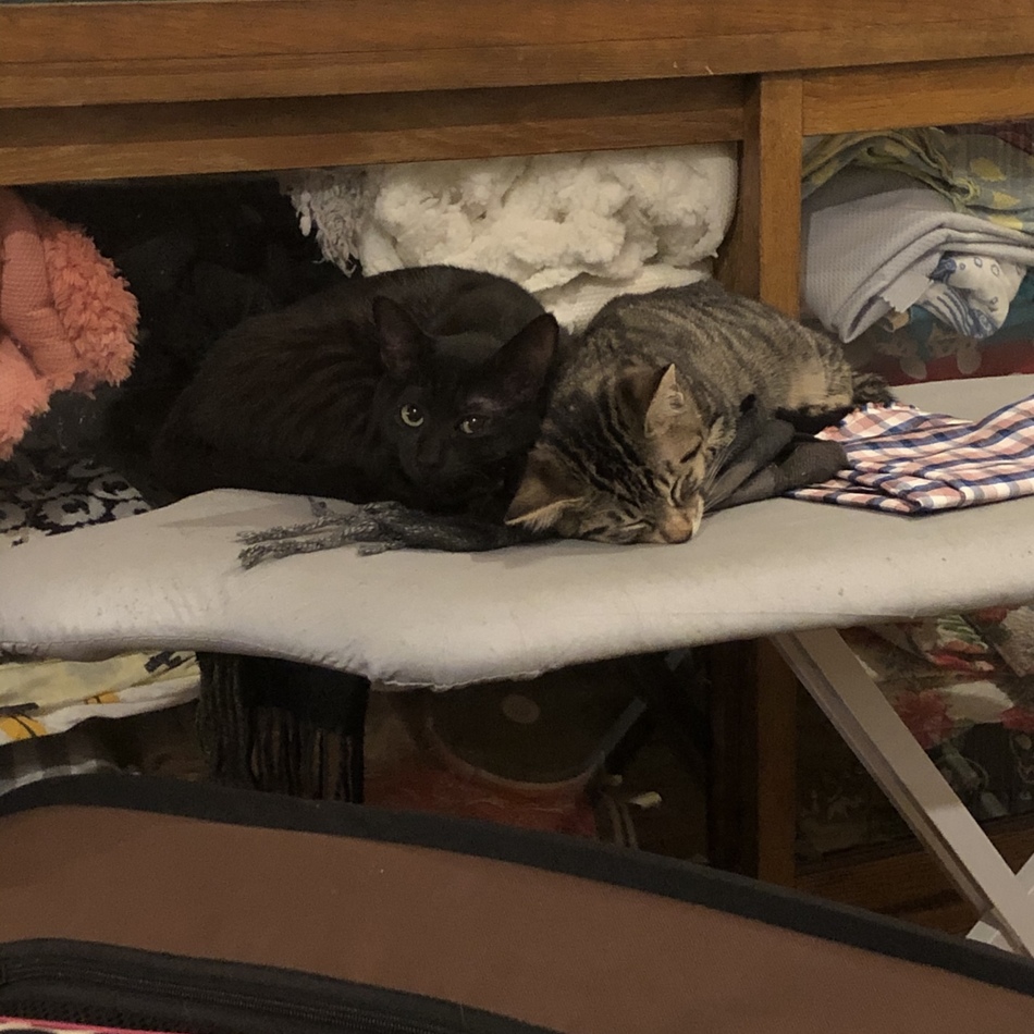 キキさんとポムさんのカバー写真